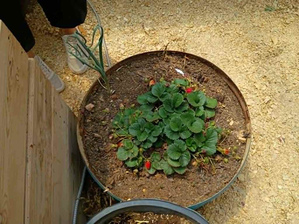 Strawberries do really well in here — sharing the barrel with an onion.