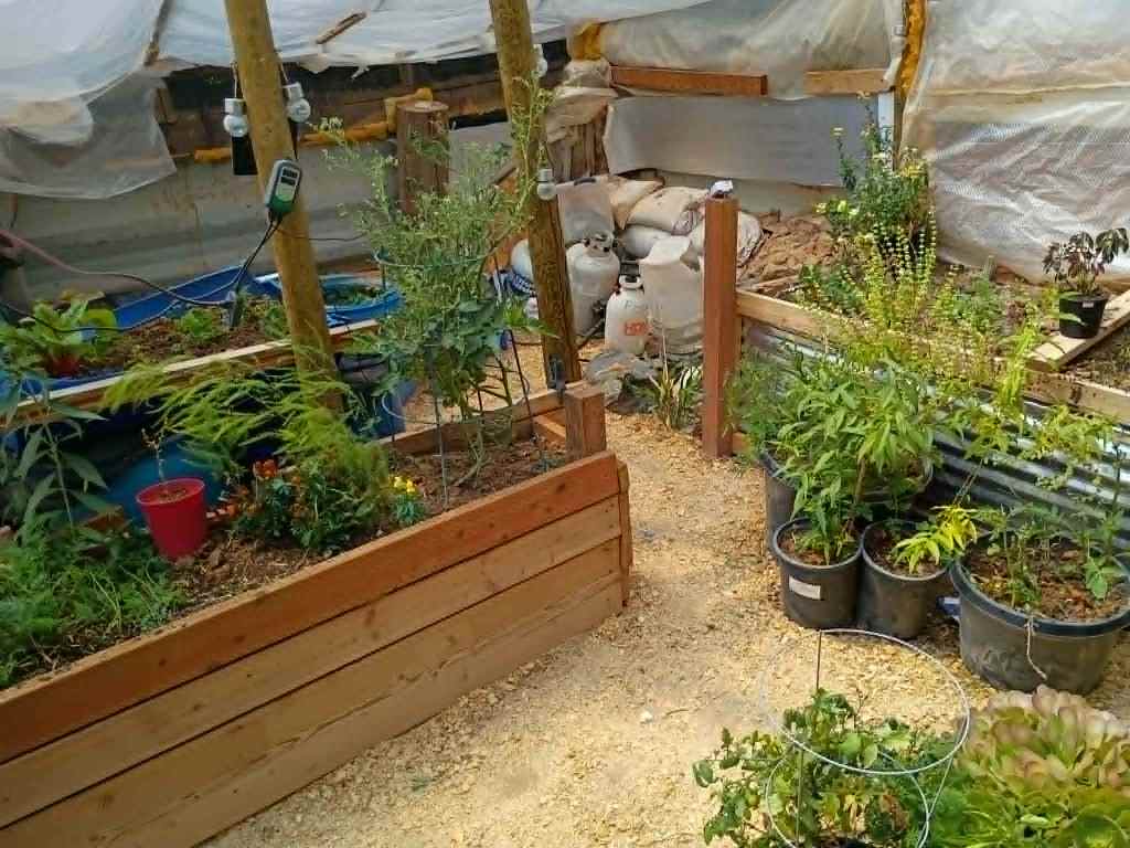 garden growing in a Walapini
