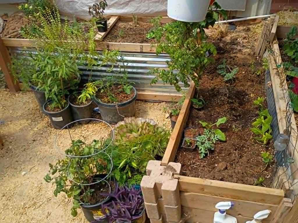 Tomatoes, peppers, lettuce, and watermelon seedlings sharing the raised beds.