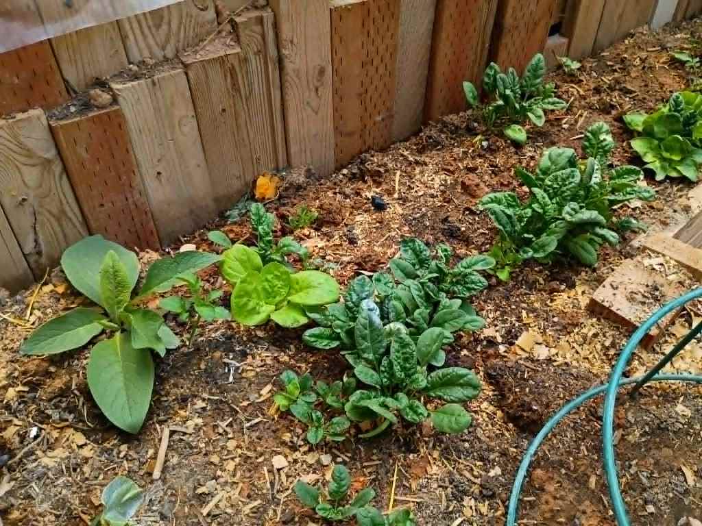 Cool-weather greens keep producing — plus a comfrey plant for mulch and nutrients.