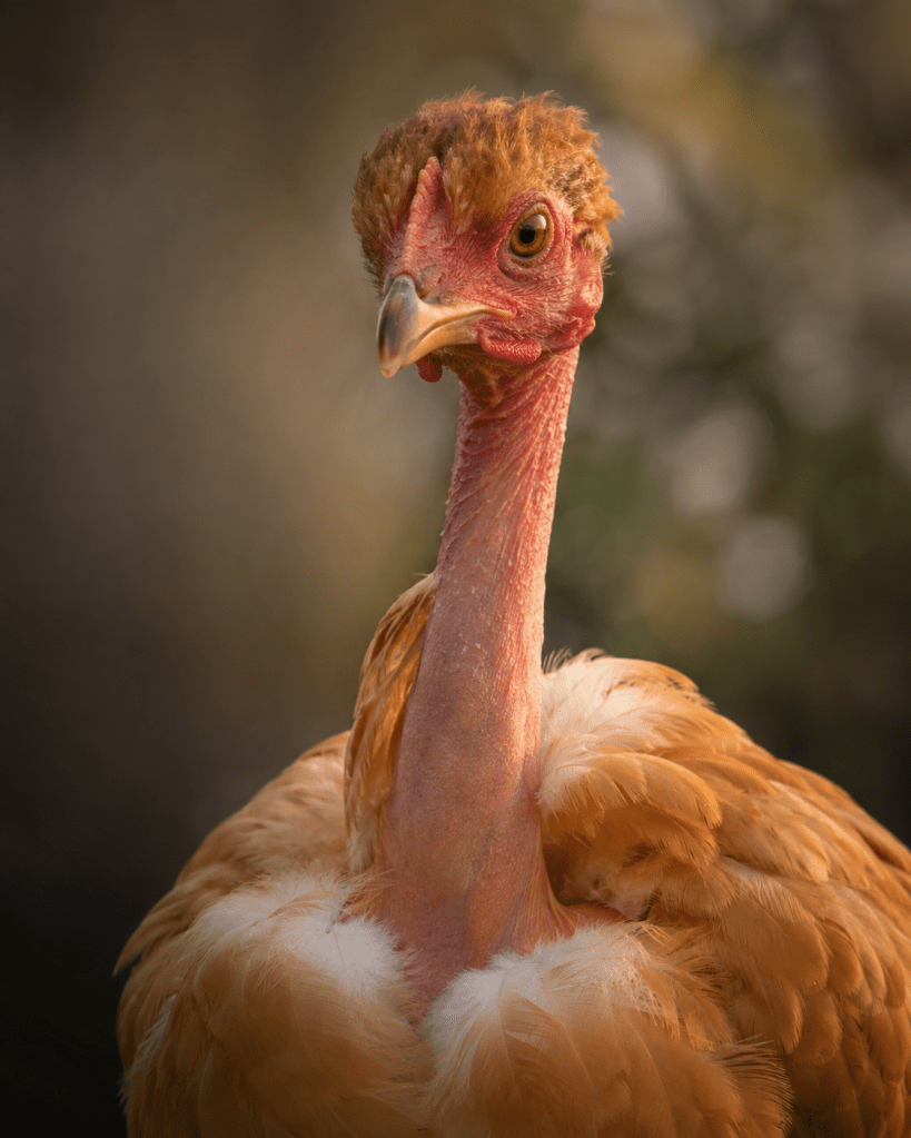 naked neck chicken also referred to as a turken