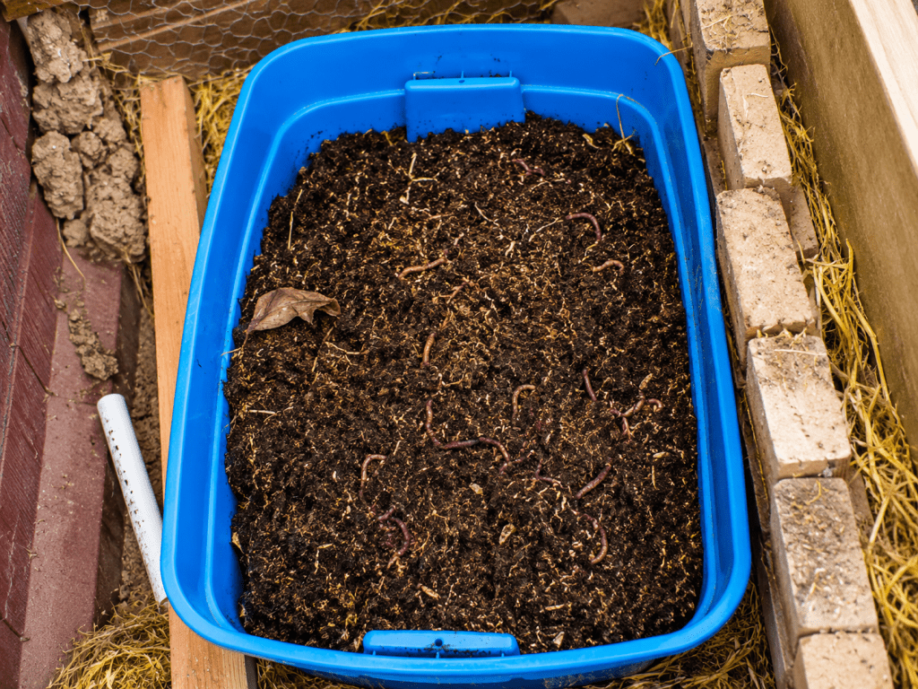 Blue tote worm compost bin filled with dark bedding and red worms in a greenhouse