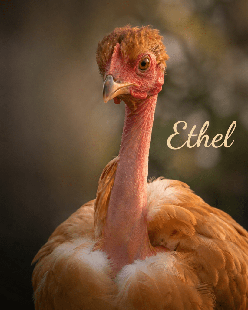 naked neck chicken