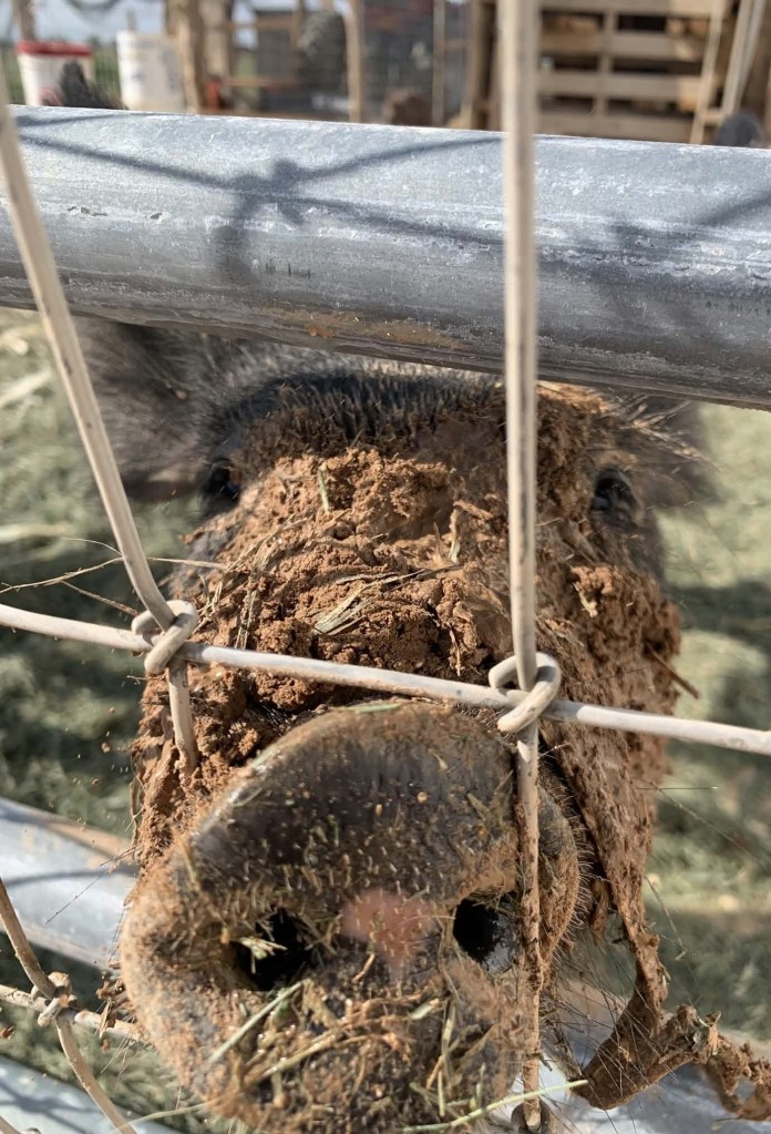 Pig in mud. Pig nose poking through the fence.