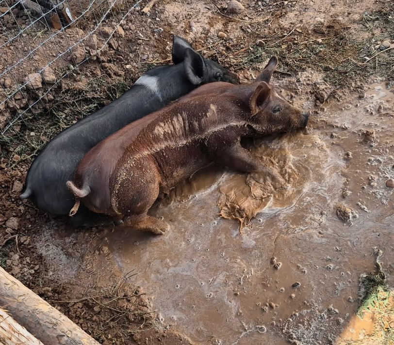 Pigs in mud cooling off on a hot summer day.