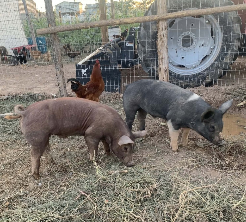 Puddles, a brown pig, and Cookie, a black pig with a white stripe on his back, standing at a fence line